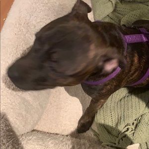 Meet your Posher, Jake